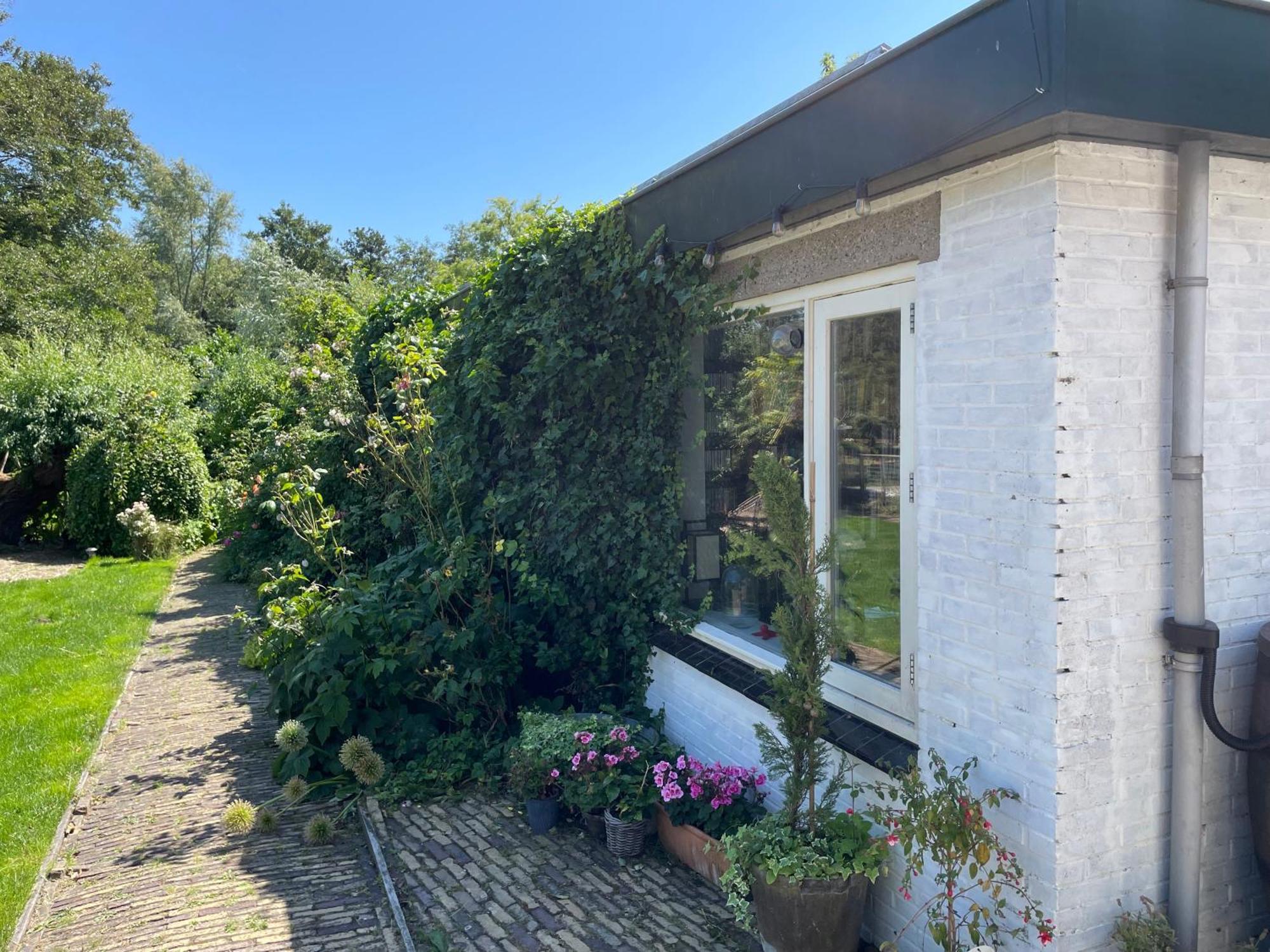 Ivy Near Amsterdam *